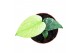 Monstera Monstera Mint 1 pp 