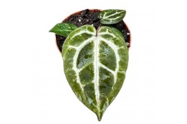 Anthurium Anthurium Red Crystallinum zonder bloem bl.