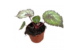 Begonia Begonia Speckled 1 pp