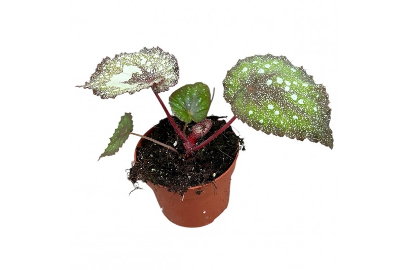 Begonia Begonia Speckled 1 pp 