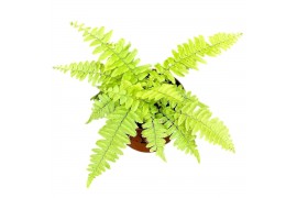 Nephrolepis Nephrolepis Exaltata Variegated 5 cm diameter