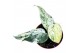 Scindapsus Scindapsus Jade Satin Marble 2.5 - 4.9  cm 1 pp 