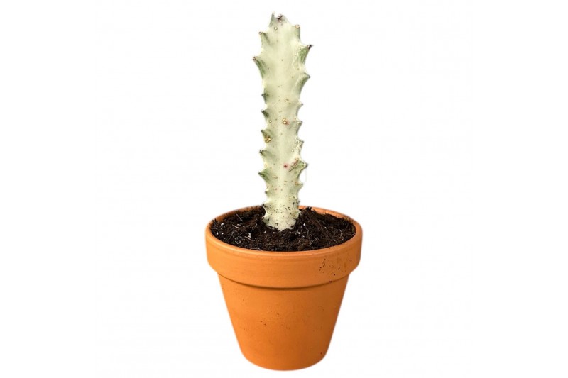 Kamerplanten Euphorbia Lactea White Ghost 1 pp 