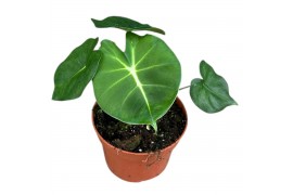 Alocasia Alocasia Micholitziana Round Type 1 pp