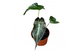 Alocasia Alocasia Venom 1 pp