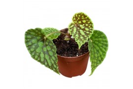 Begonia Begonia Chlorosticta 1 pp