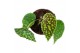 Begonia Begonia Chlorosticta 1 pp 