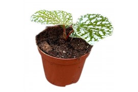 Begonia Begonia Snowcap 1 pp