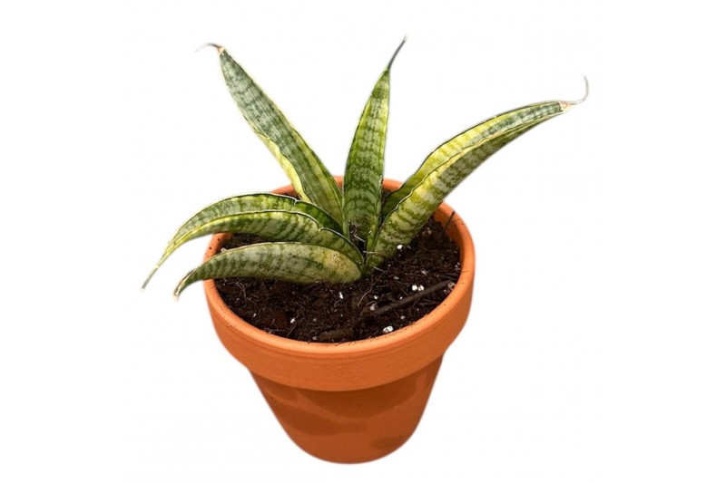 Sansevieria Sansevieria Gabriella Variegata 1 pp 