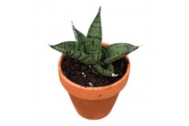 Sansevieria Sansevieria Pagodah Dark 1 pp