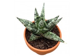 Sansevieria Sansevieria Zebra 1 pp