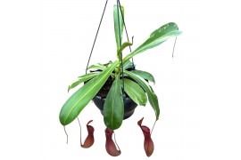 Nepenthes Nepenthes Alata Variegata 1 pp
