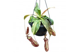 Nepenthes Nepenthes Gaya Variegata 1 pp
