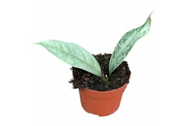 Hoya Hoya Coriacea Silver 2.5 - 4.9  cm 1 pp