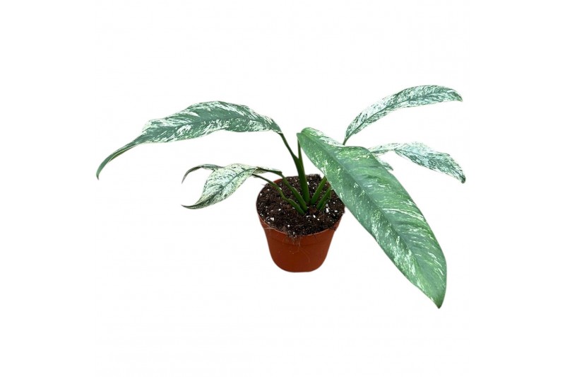 Epipremnum Epipremnum Giganteum Marble Variegata 1 pp 