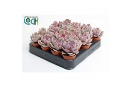 Echeveria perle von nurnberg Echeveria Perle von Nurnberg zonder bloem