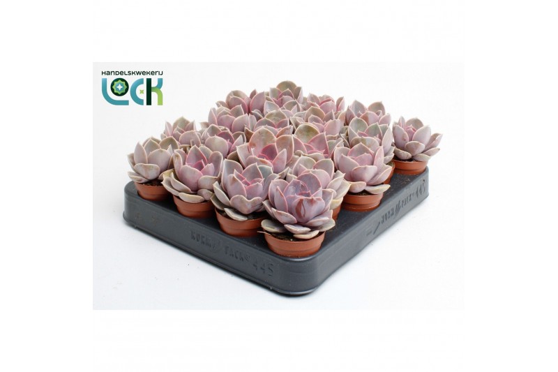 Echeveria perle von nurnberg Echeveria Perle von Nurnberg zonder bloem 