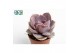 Echeveria perle von nurnberg Echeveria Perle von Nurnberg zonder bloem 