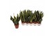 Sansevieria trifasciata Sansevieria Futura Black 