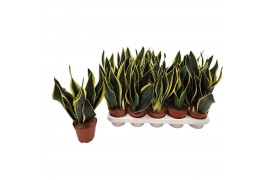 Sansevieria trifasciata Sansevieria Futura Black