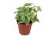Hedera helix goldchild Hedera helix Gold Child5.0 - 7.4  cm 7 pp 