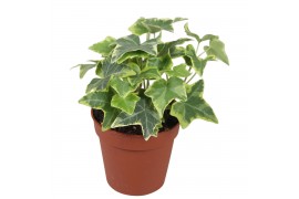 Hedera helix goldchild Hedera helix Gold Child5.0 - 7.4  cm 7 pp