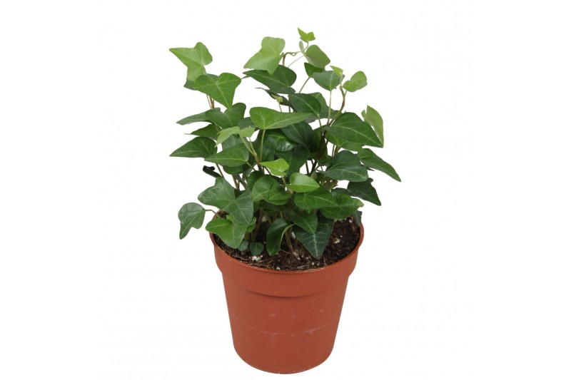 Hedera anna helix Hedera helix Anna5.0 - 7.4  cm 7 pp 