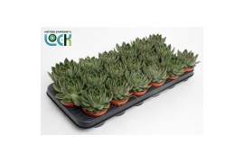 Echeveria agavoides Echeveria Agavoides1 bl.