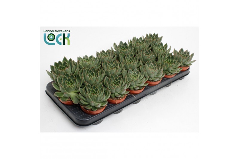 Echeveria agavoides Echeveria Agavoides1 bl. 