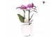 Phalaenopsis anthura vienna Kolibri Orchids Phalaenopsis violet 2 spik 