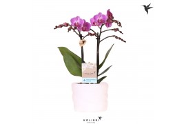 Phalaenopsis anthura vienna Kolibri Orchids Phalaenopsis violet 2 spik
