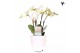Phalaenopsis wit Kolibri Orchids Phalaenopsis ghent 4 spike in Como po 