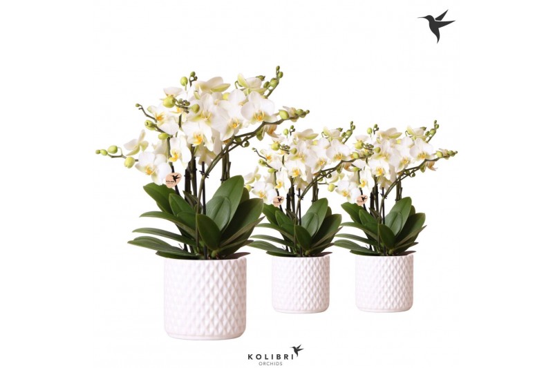 Phalaenopsis multiflora anthura lausanne Kolibri Orchids Phalaenopsis  