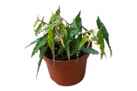 Begonia Begonia amphioxis 1 pp