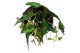 Begonia Begonia amphioxis 1 pp 