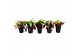 Nepenthes Nepenthes Monkey Jars mix (hoge pot) 2 bl. 