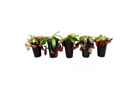 Nepenthes Nepenthes Monkey Jars mix (hoge pot) 2 bl.