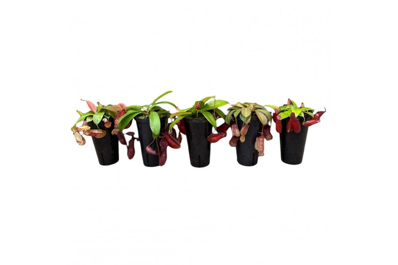 Nepenthes Nepenthes Monkey Jars mix (hoge pot) 2 bl. 