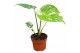 Monstera deliciosa thai constellation Monstera Thai Constellation 1 pp 