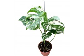 Monstera deliciosa variegata Monstera Deliciosa Variegata 1 pp