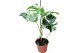 Monstera deliciosa variegata Monstera Deliciosa Variegata 1 pp 