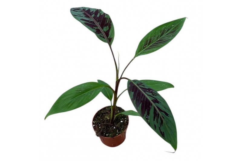 Musa Musa Acuminata Zebrina 1 pp 