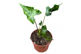 Alocasia Alocasia Teletubbies 1 pp