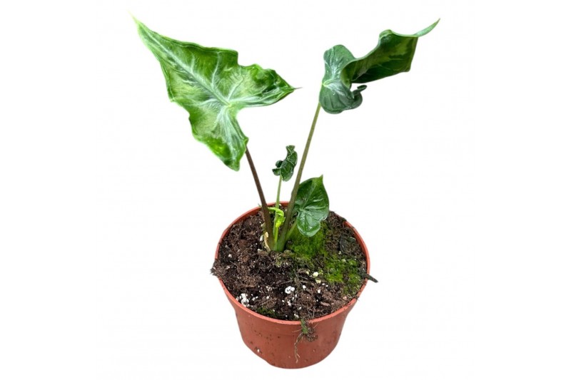 Alocasia Alocasia Teletubbies 1 pp 