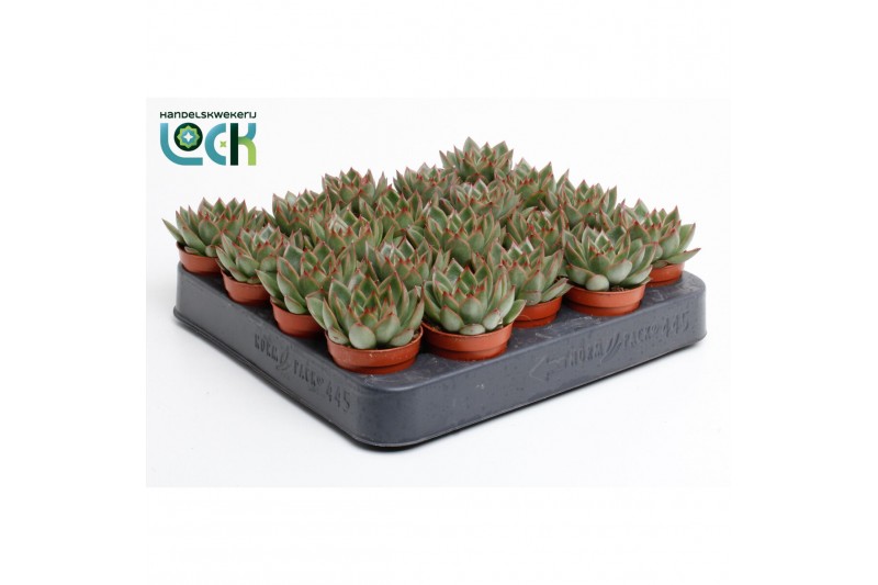 Echeveria agavoides Echeveria Agavoides 1 bl. 