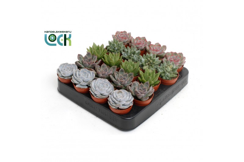 Echeveria zonder bloem Echeveria Mix 