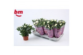 Rosa beau monde white jewel Rosa White Jewel Beau Monde (10,5 cm)6 bl.