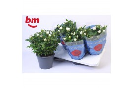 Rosa white jewel Rosa Jewel Patio White 17cm18 bl.