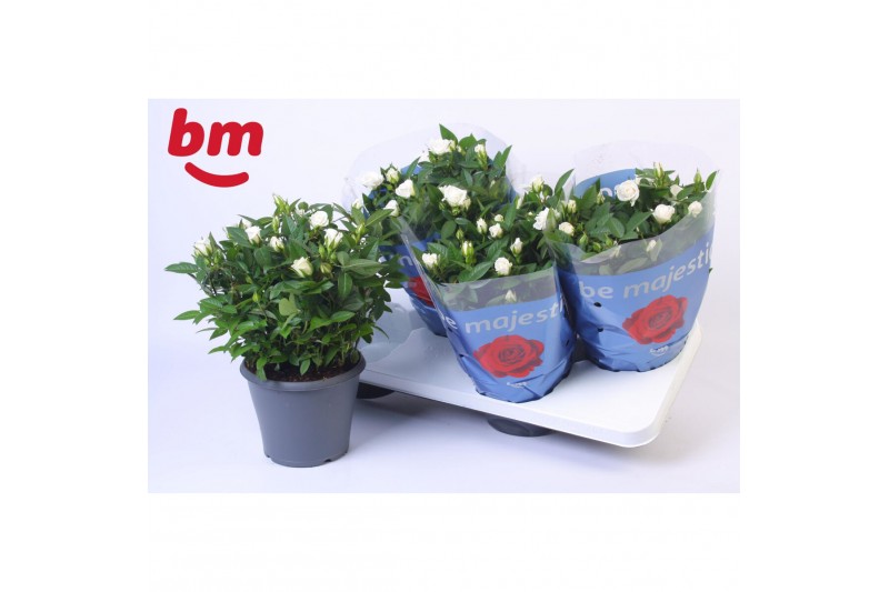 Rosa white jewel Rosa Jewel Patio White 17cm18 bl. 