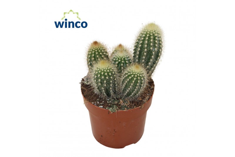 Pilosocereus chrysostele Pilosocereus Chrysotele 